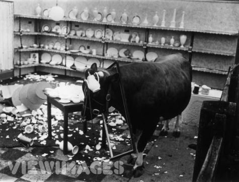 Bull in china shop