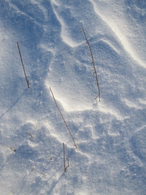 10959587_780562482019925_6069379948849997568_n