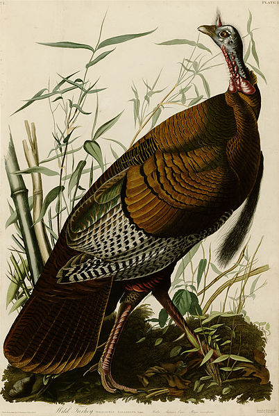 402px-1_Wild_Turkey