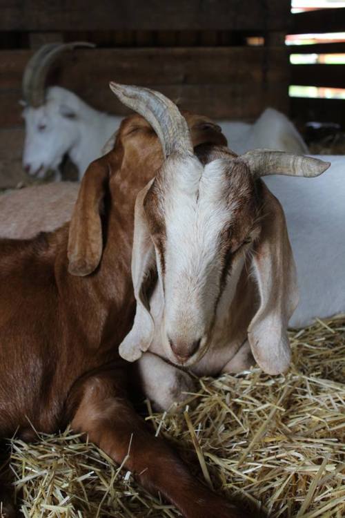 19554758_1410308989045268_2443852577124602355_n