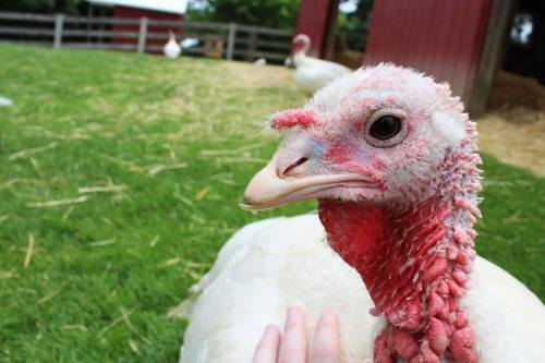 19667575_1410308219045345_457293054170209112_o